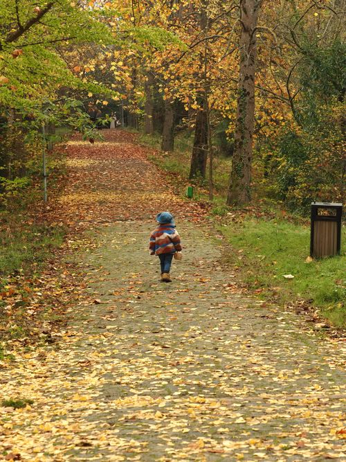 Free A child in a blue hat strolls through a serene, autumnal forest path covered in golden leaves. Stock Photo