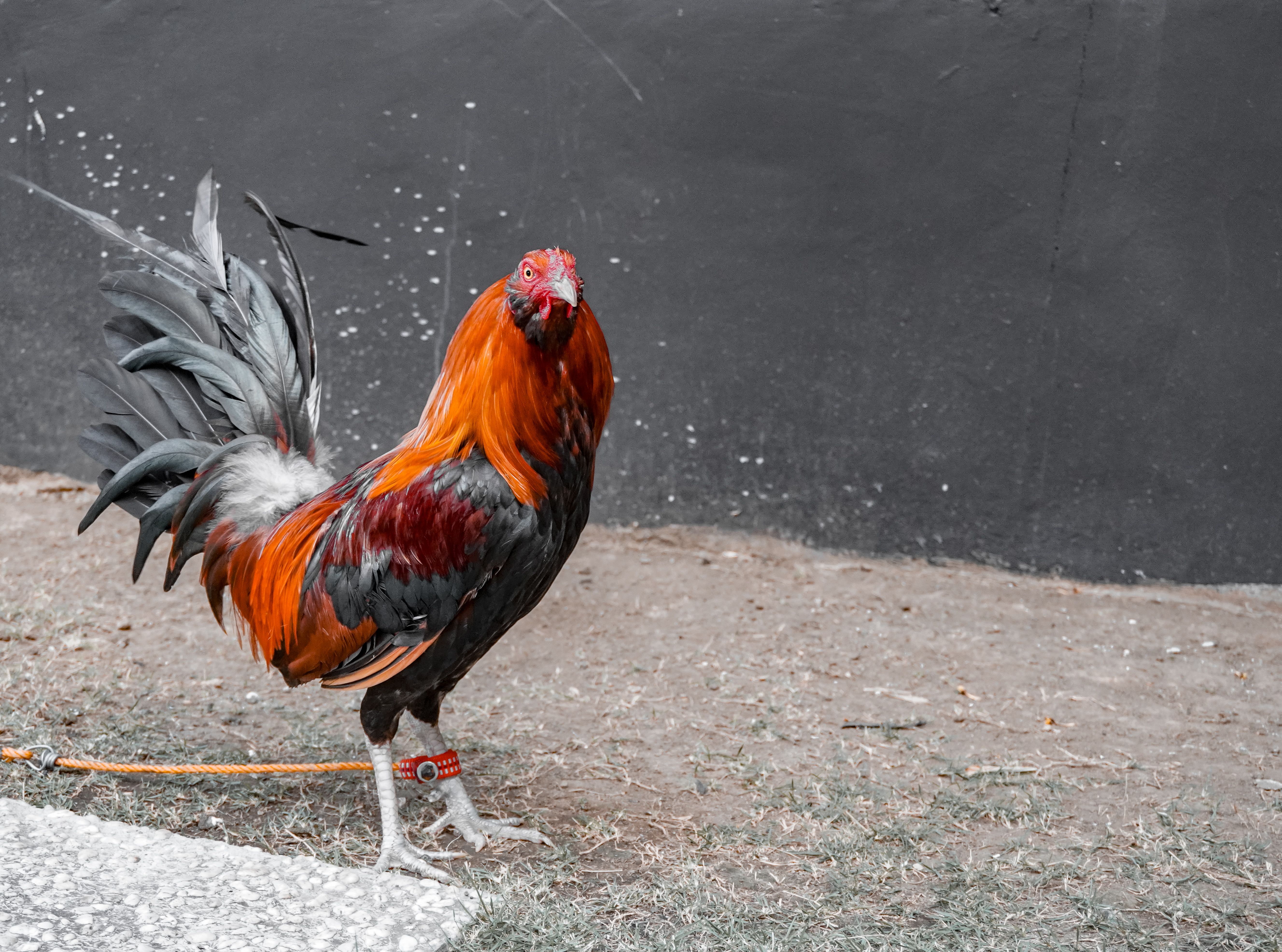 A colorful rooster stands confidently in a rustic outdoor setting, showcasing its vivid plumage.