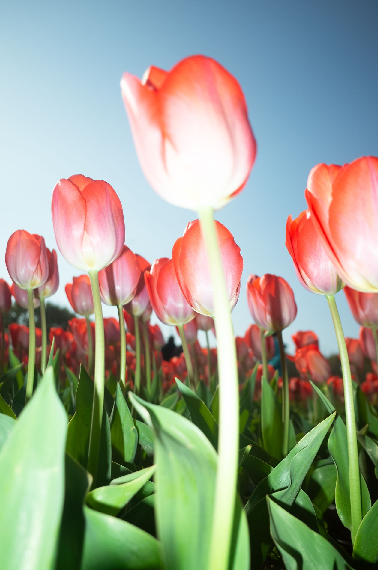 when to plant tulip bulbs: a beautiful garden photo