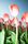 tulip garden