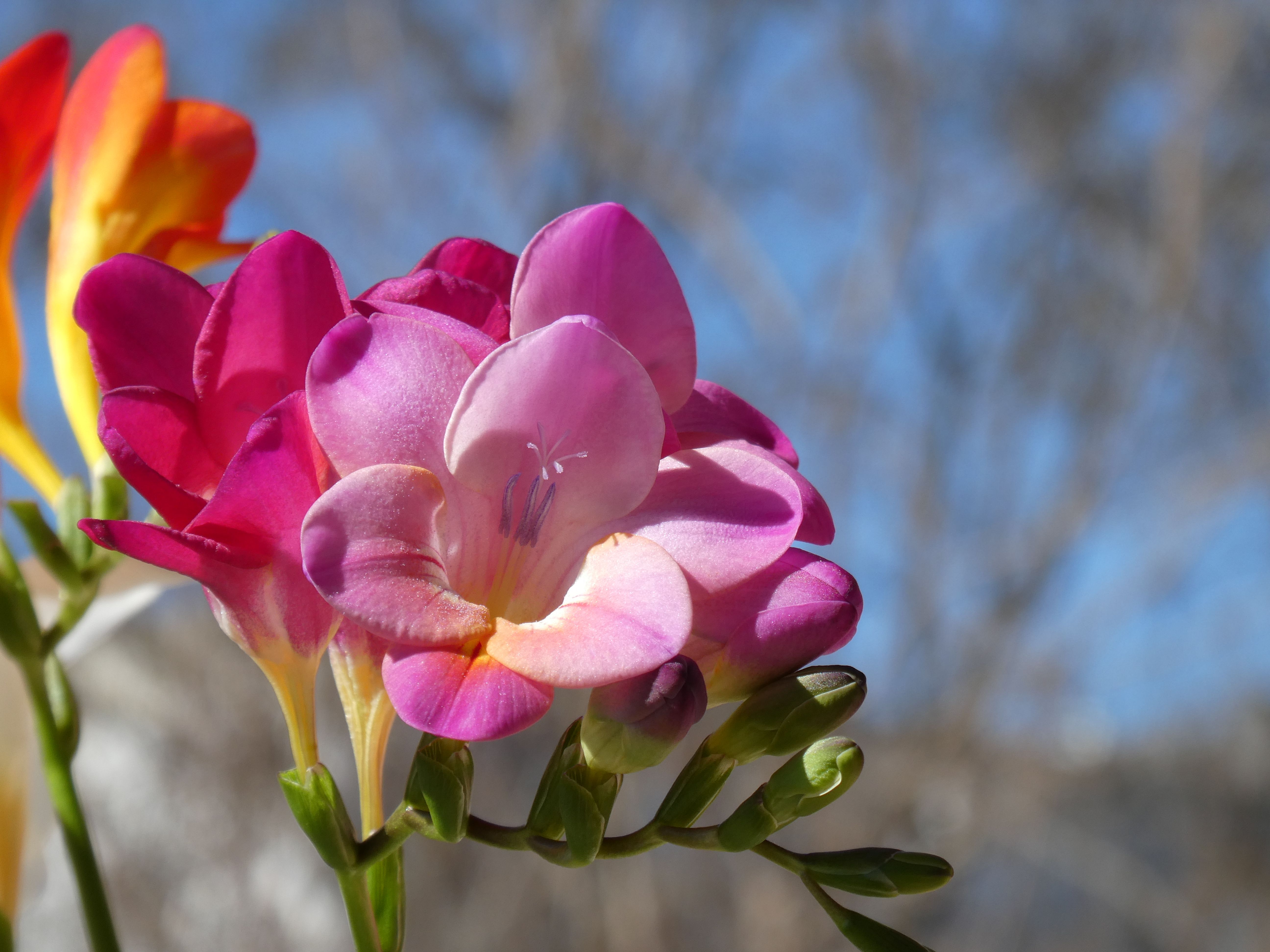 Freesia flowers