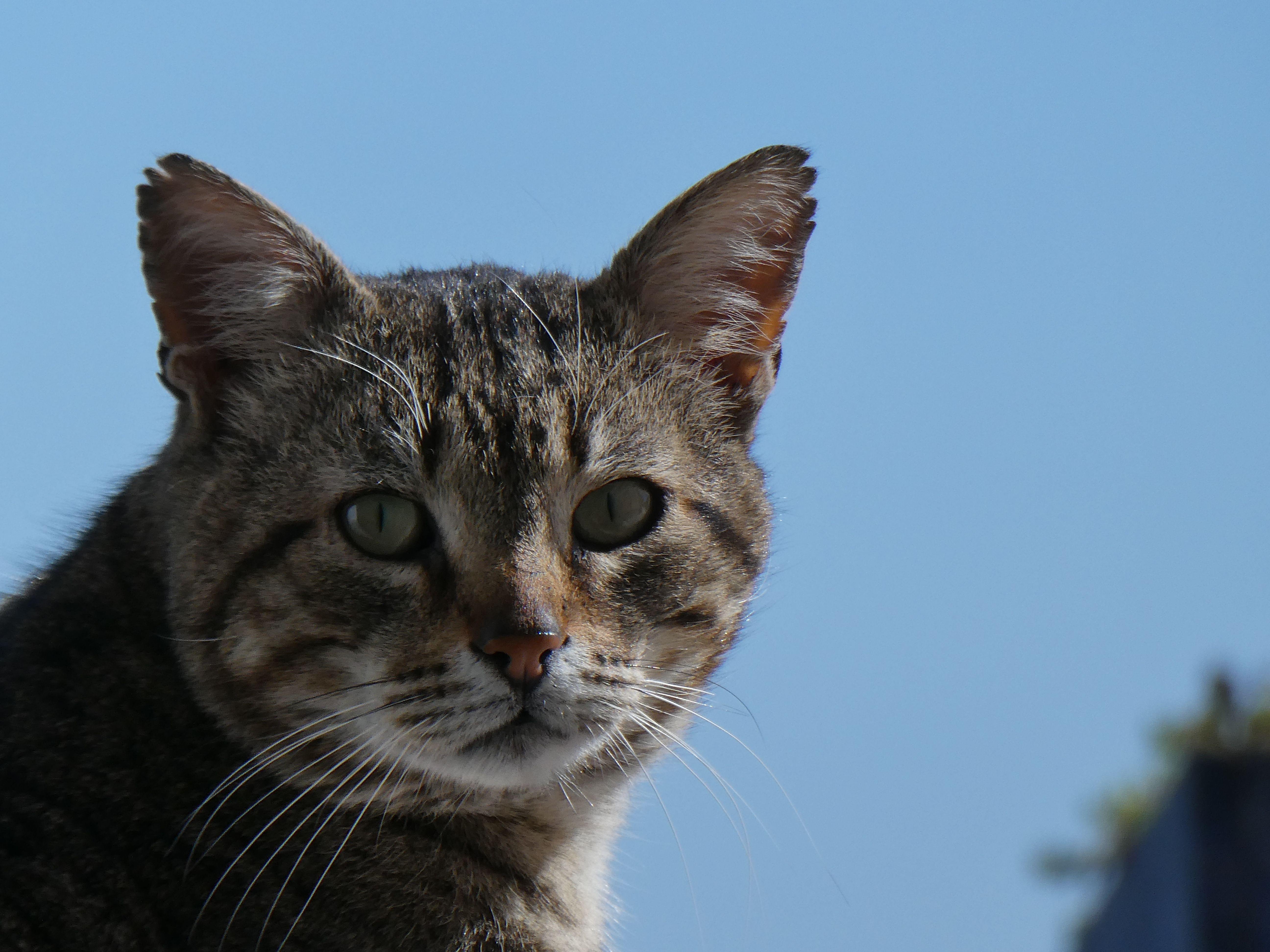 Portrait of a cat at a veterinary clinic
