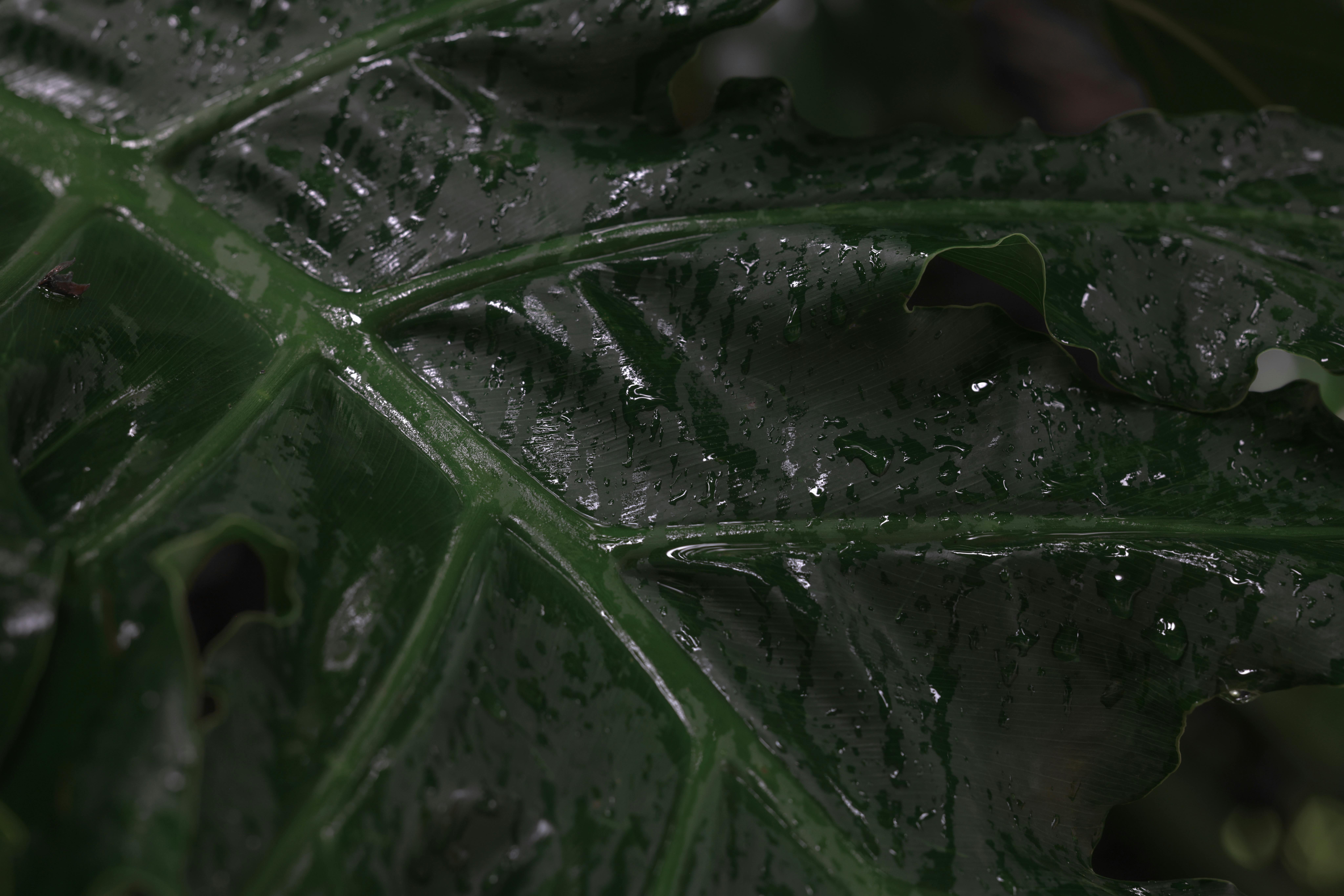 grátis Visão detalhada de uma folha verde de monstera encharcada pela chuva, destacando sua textura e frescor. Foto profissional