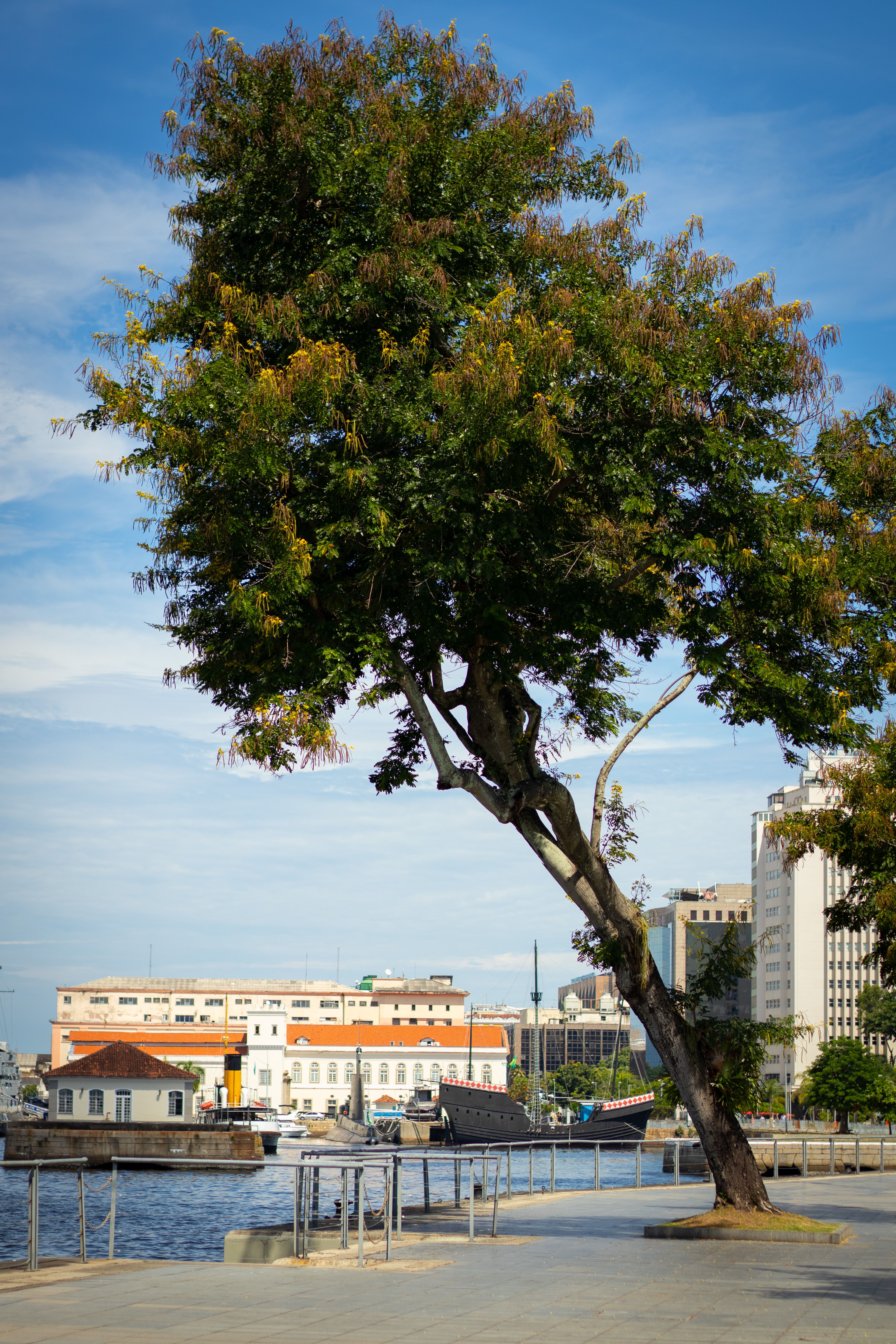 árbol Inclinado Junto Al Mar En Río De Janeiro · Foto de stock gratuita