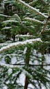 Snow-Covered Pine Tree Branch in Winter Forest