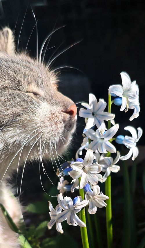 Free A serene cat relishes the fragrance of blooming flowers in the sun, captured in Hatay, Türkiye. Stock Photo