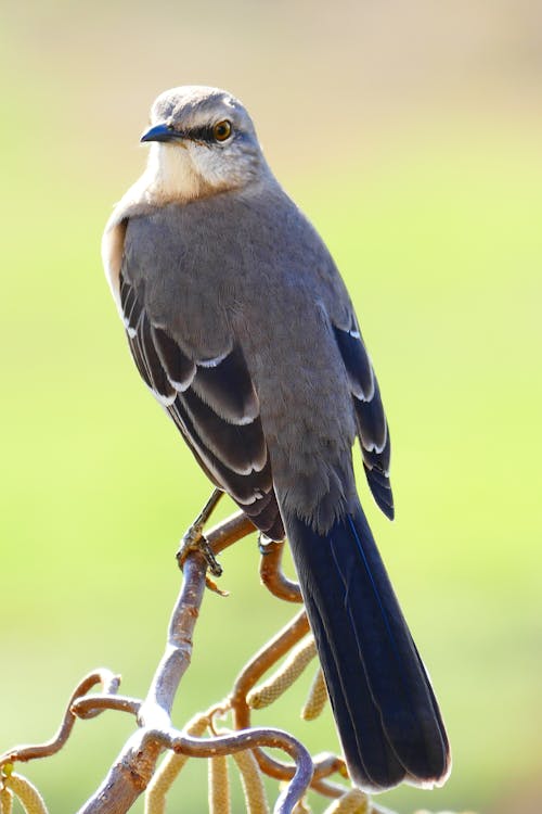 Brown and Gray Bird Perched on Brown Tree Branch