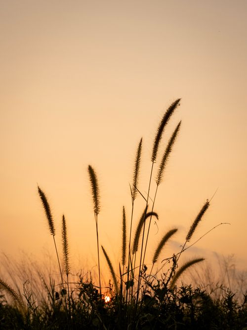 Free Tall grass silhouetted against a serene sunset sky, creating a calming natural scene. Stock Photo