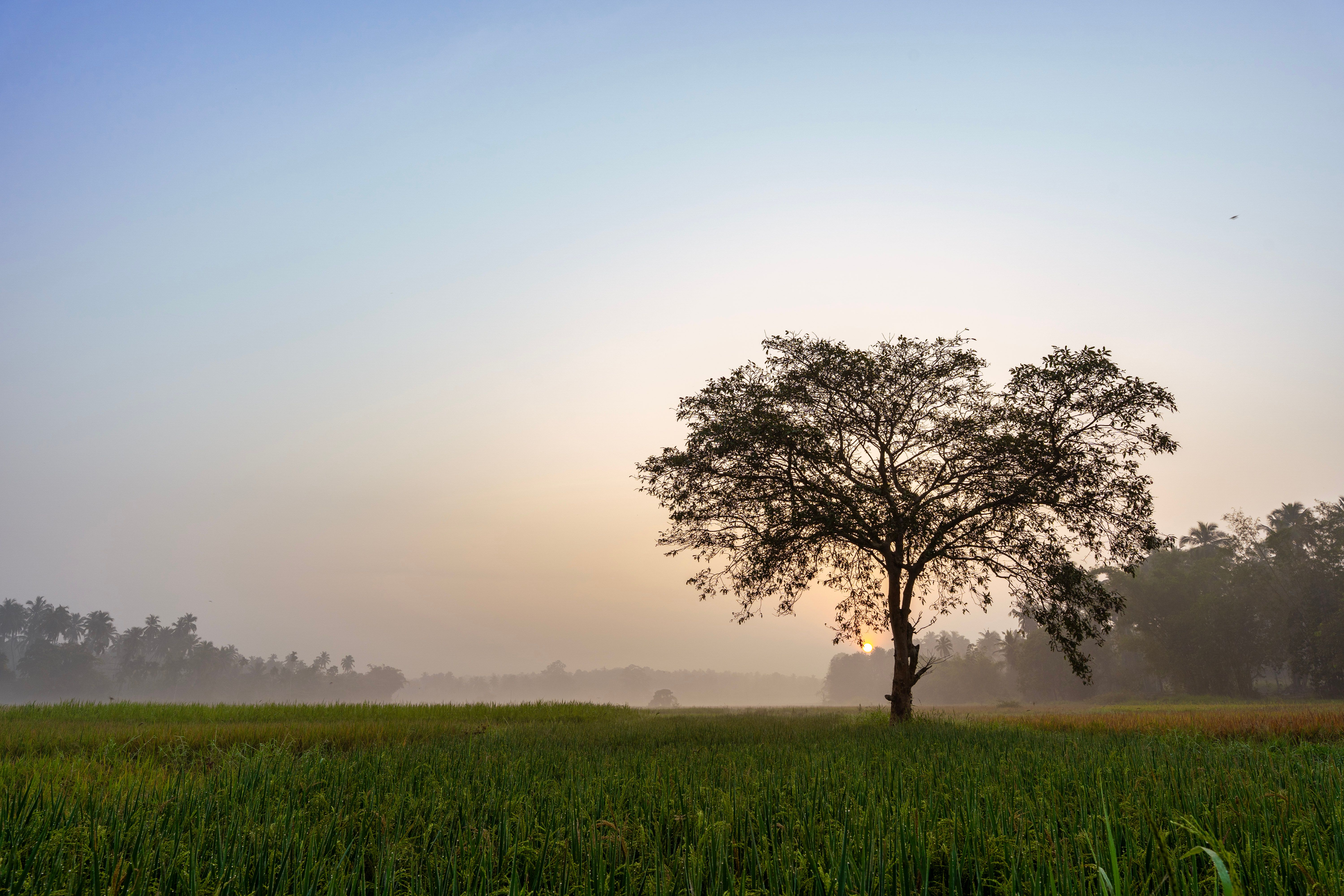 A tranquil scene of a lone tree in a misty field during sunrise, capturing the beauty of nature.