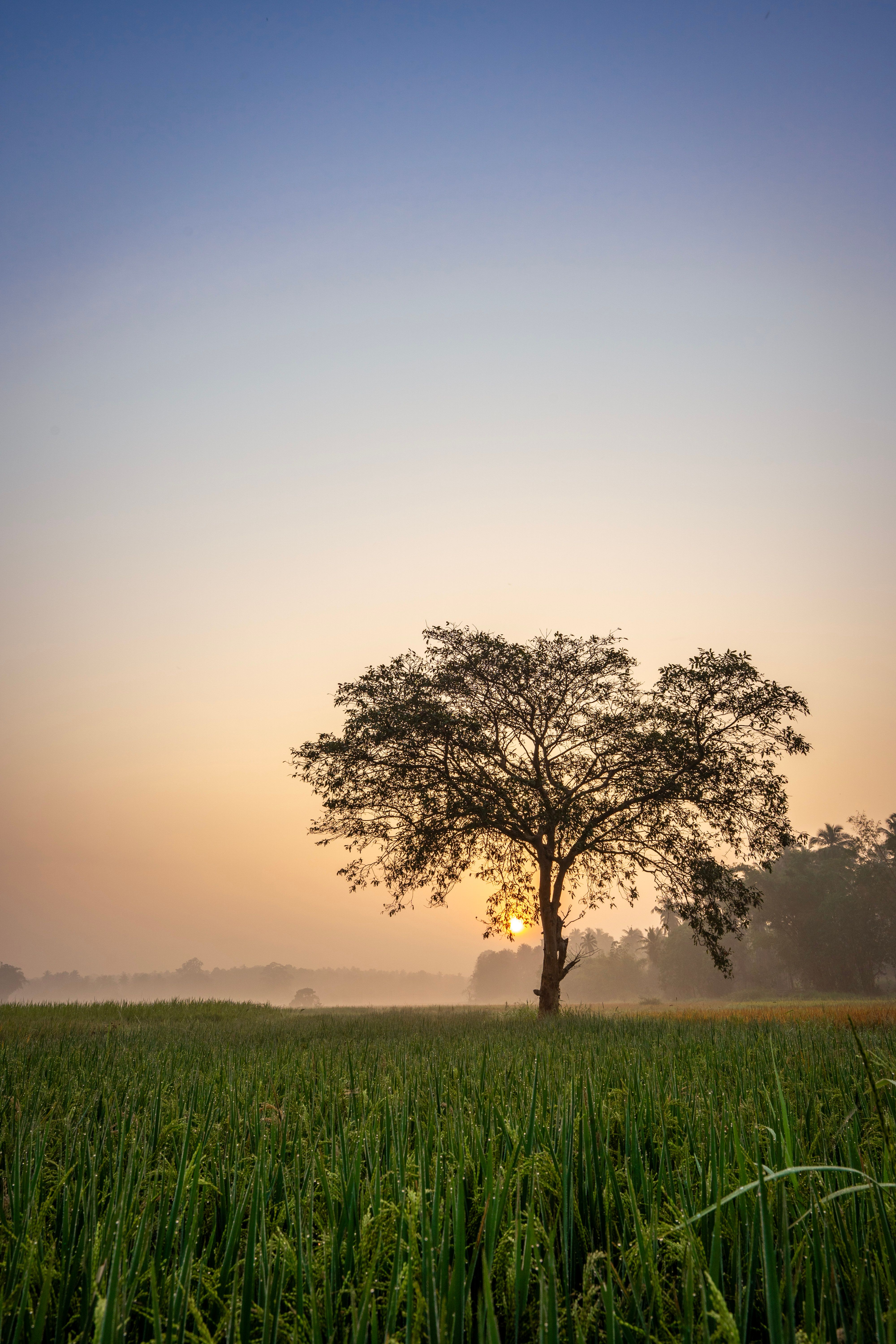 Green Trees on the Field · Free Stock Photo