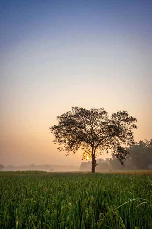 Free A peaceful sunrise over a solitary tree in a lush green field, evoking tranquility. Stock Photo