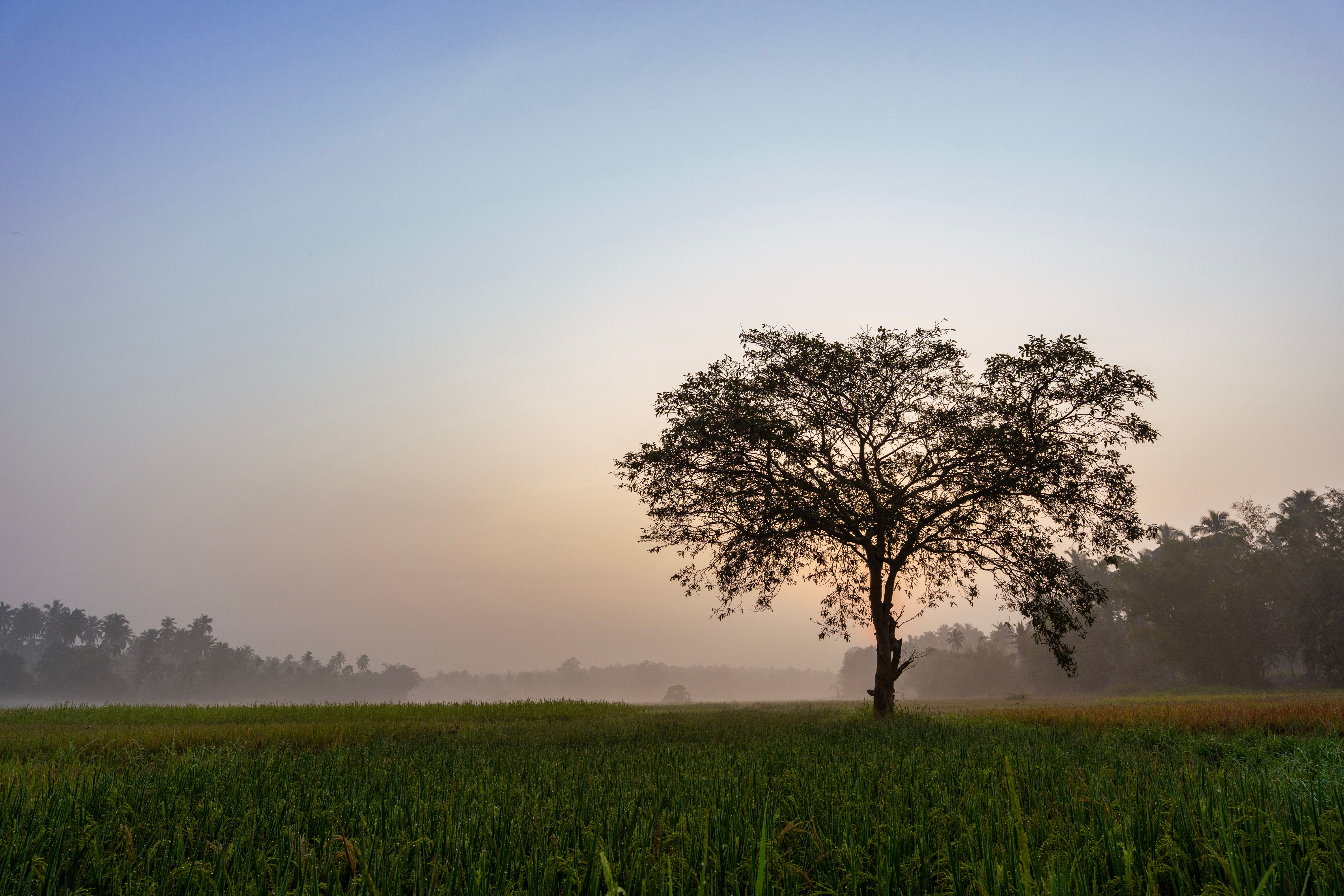 Serene Tree at Sunrise in Misty Field Landscape · Free Stock Photo