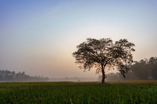 Free A lone tree stands in a misty field at sunrise, creating a peaceful and atmospheric scene. Stock Photo