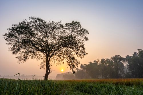 Free A tranquil sunrise scene with a solitary tree in a lush green field, creating a peaceful natural setting. Stock Photo