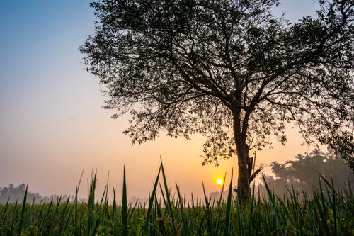 Free A peaceful sunrise captured through the branches of a lone tree in a lush green field. Stock Photo