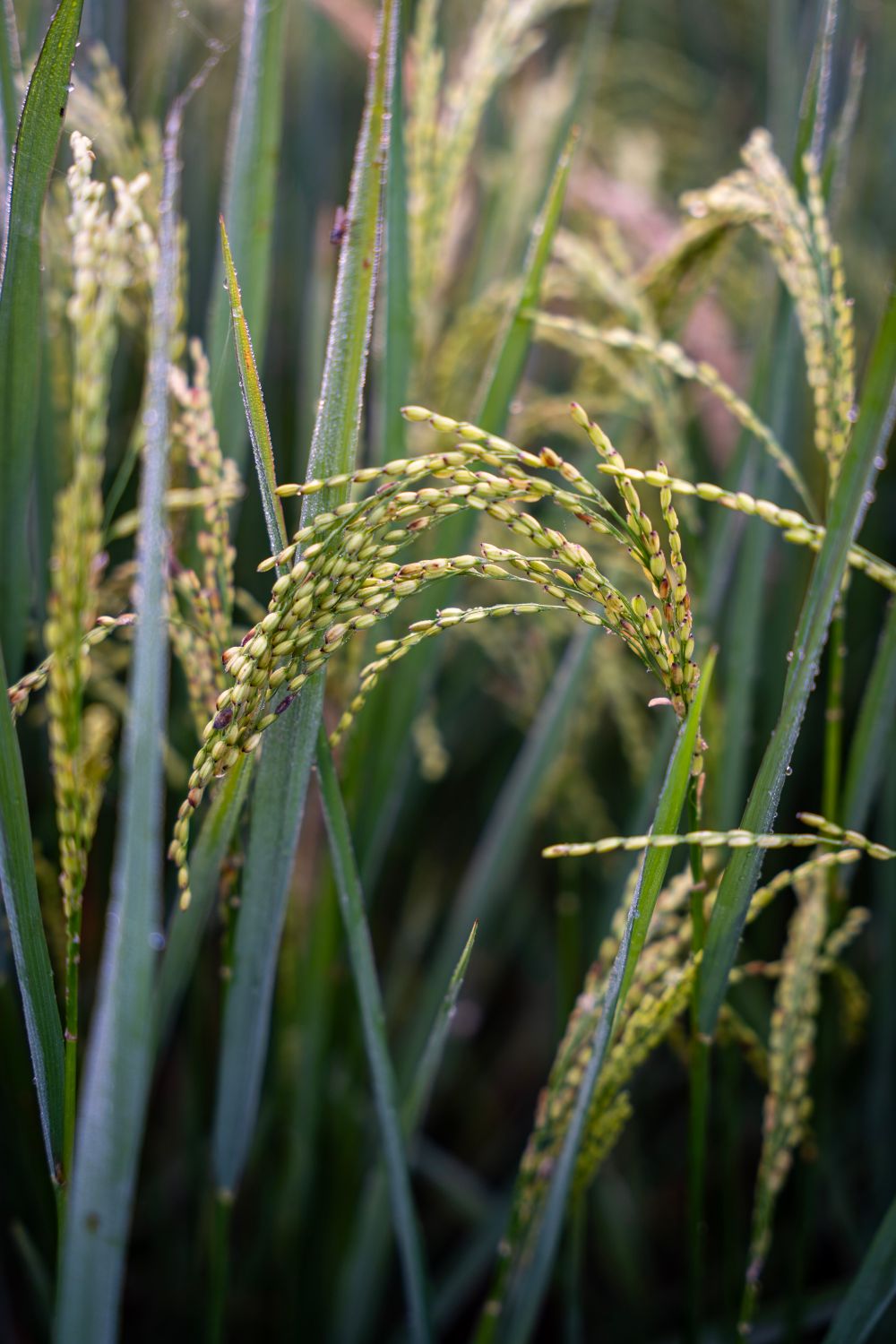 Local Rice Plant Image Close-up of Lush Green Rice Plants in Field · Free Stock Photo