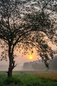 A peaceful morning scene with the sun rising behind a solitary tree in a rural field.