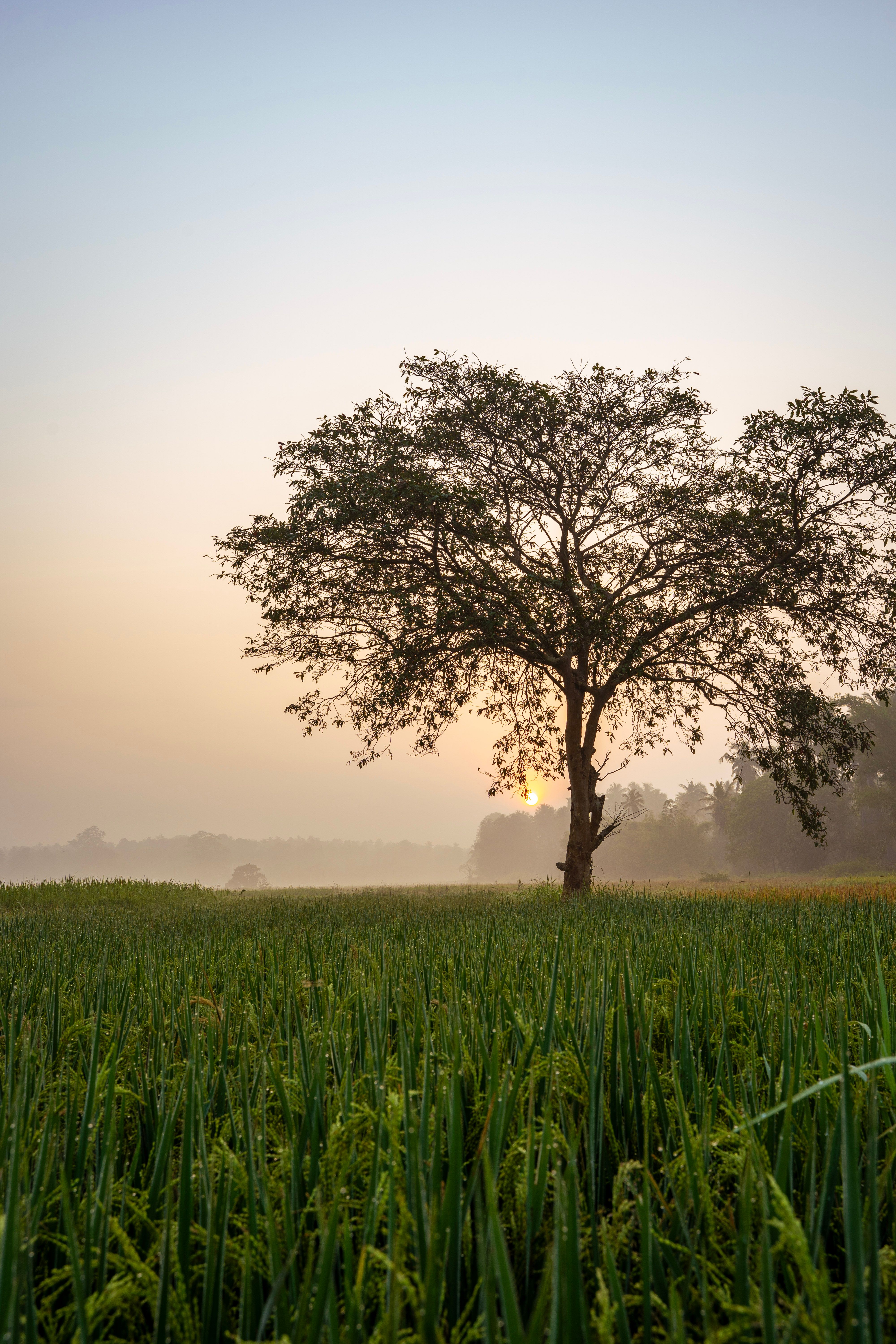 Solitary Tree in Sunrise Over Misty Fields · Free Stock Photo
