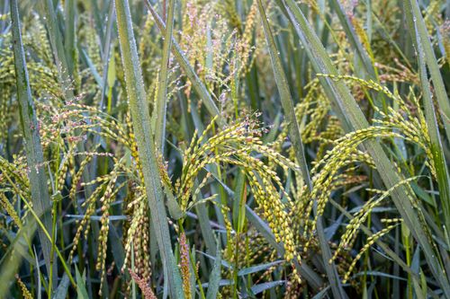 Free Vibrant close-up of ripe rice plants covered in morning dew against a lush green field backdrop. Stock Photo