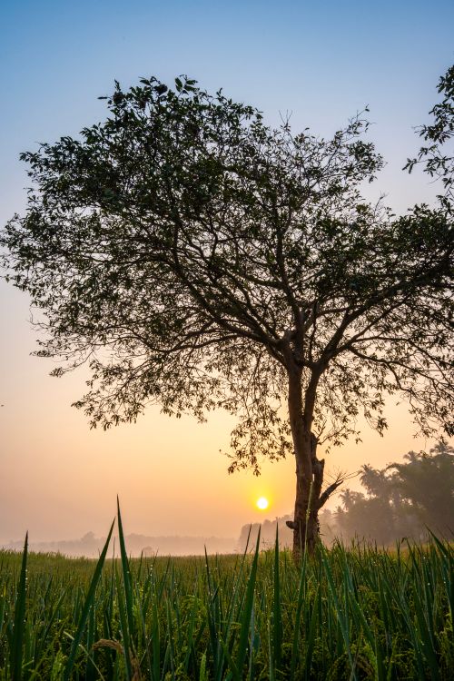 Free A peaceful sunrise over a lonely tree in a dewy green field, capturing nature's tranquility. Stock Photo