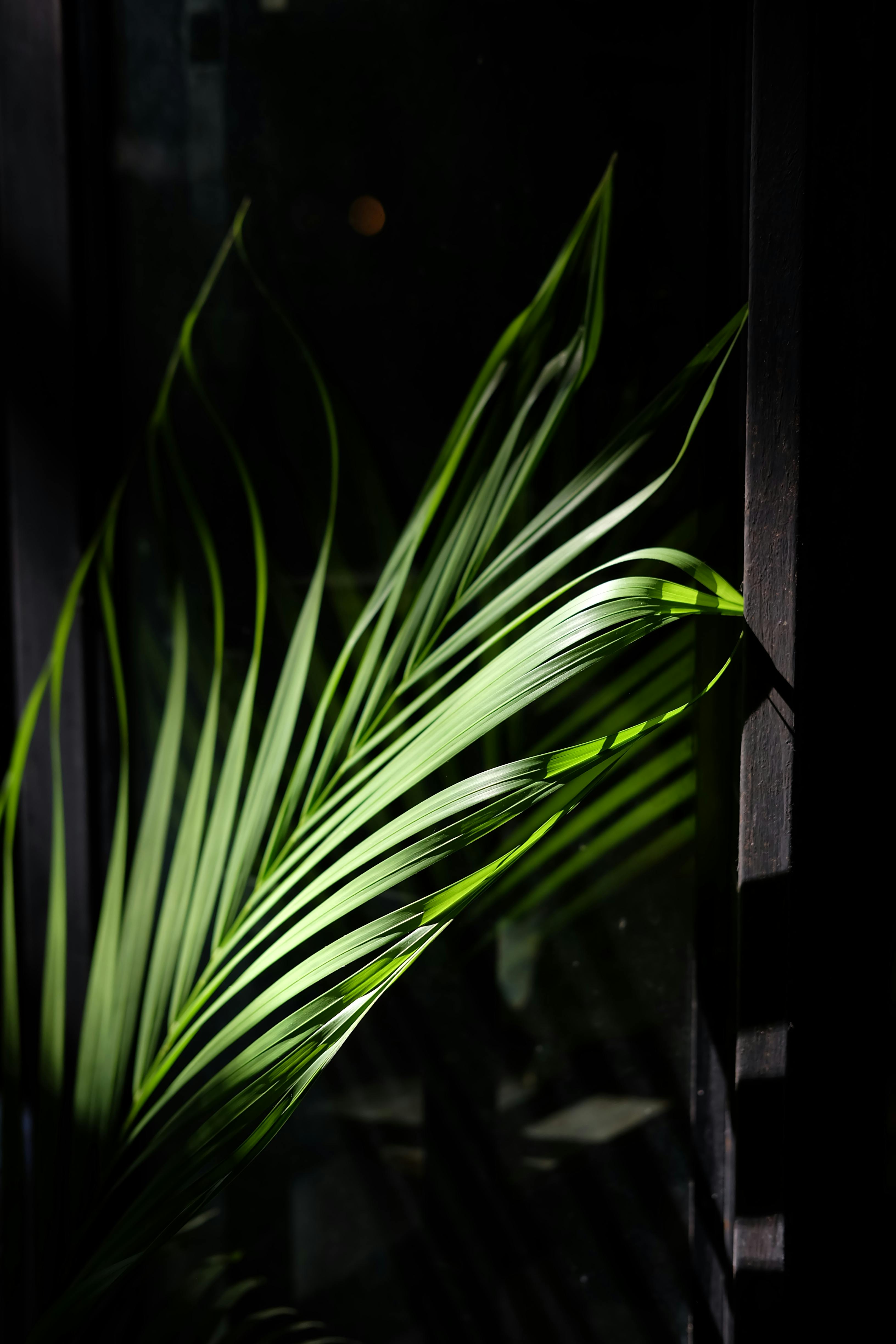 Ücretsiz Pencereden süzülen çarpıcı ışıkla aydınlanan tropikal bir palmiye yaprağı, gölgeler oluşturuyor. Stok Fotoğraflar