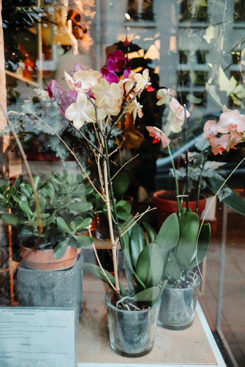 Gratis stockfoto met bloemenwinkel, orchidee, raam