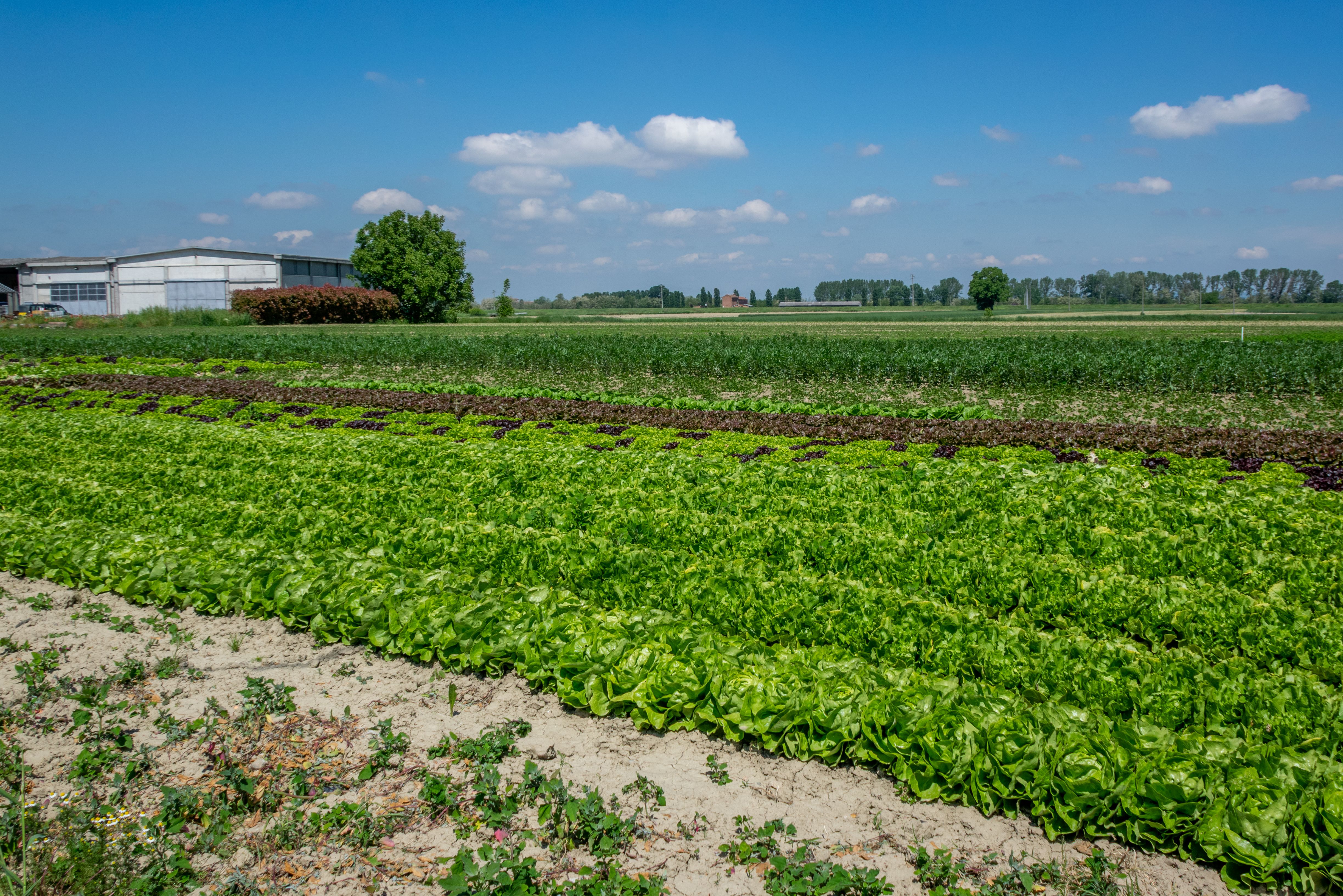 Vibrant agricultural landscape in Castellazzo Bormida, showcasing lush lettuce fields under a clear sky.