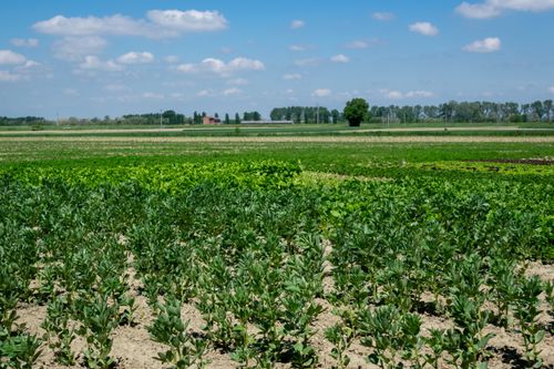Free Vibrant agricultural landscape in Castellazzo Bormida, Piamonte, Italy under a clear blue sky. Stock Photo