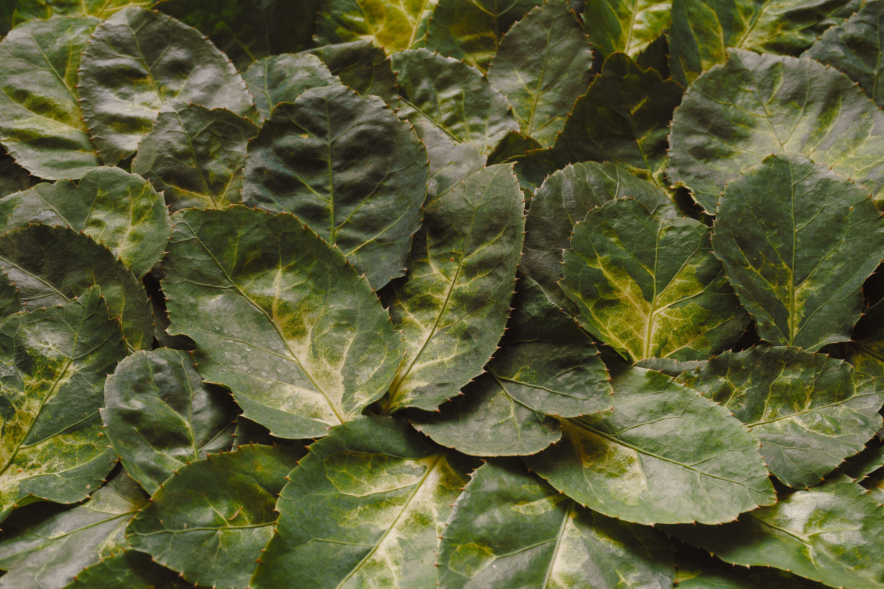 Detailed close-up of green leafy texture, perfect for nature-themed backgrounds or patterns.