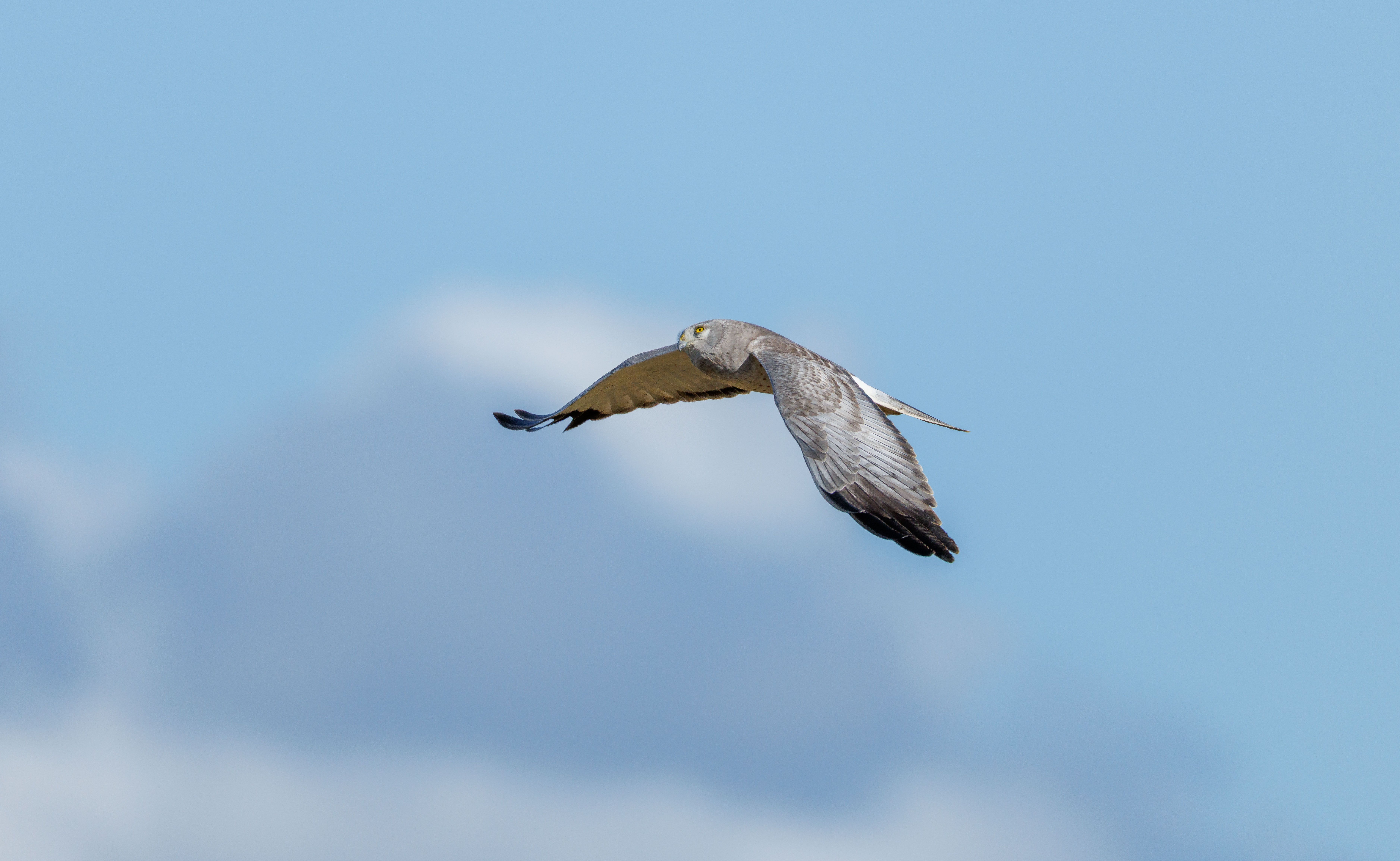Critically endangered birds of prey shot and euthanized in Laukaa – three confirmed cases