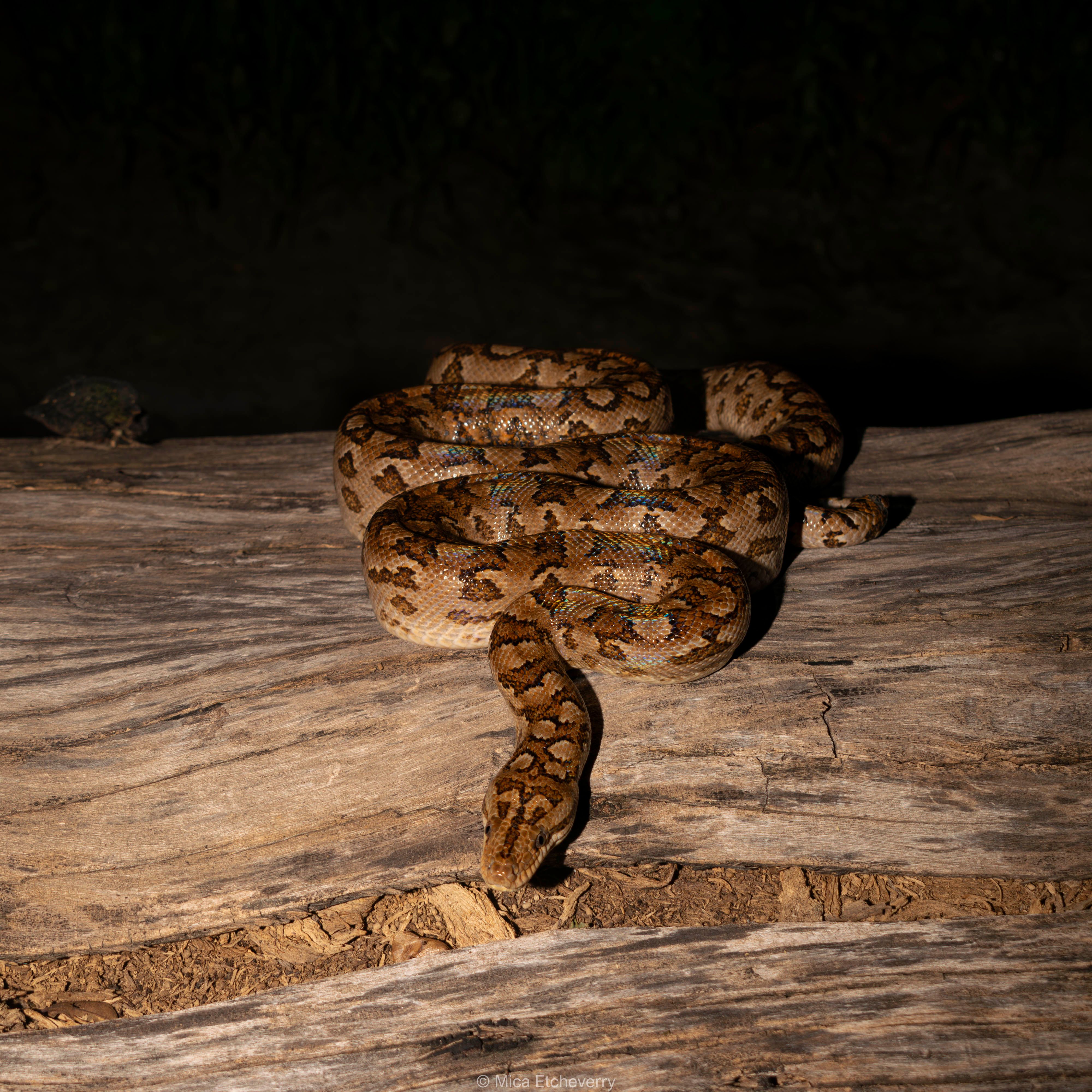 Rosy Boa Snake on a Log in Natural Habitat · Free Stock Photo