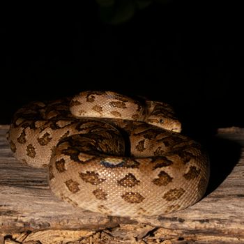 pythons photo