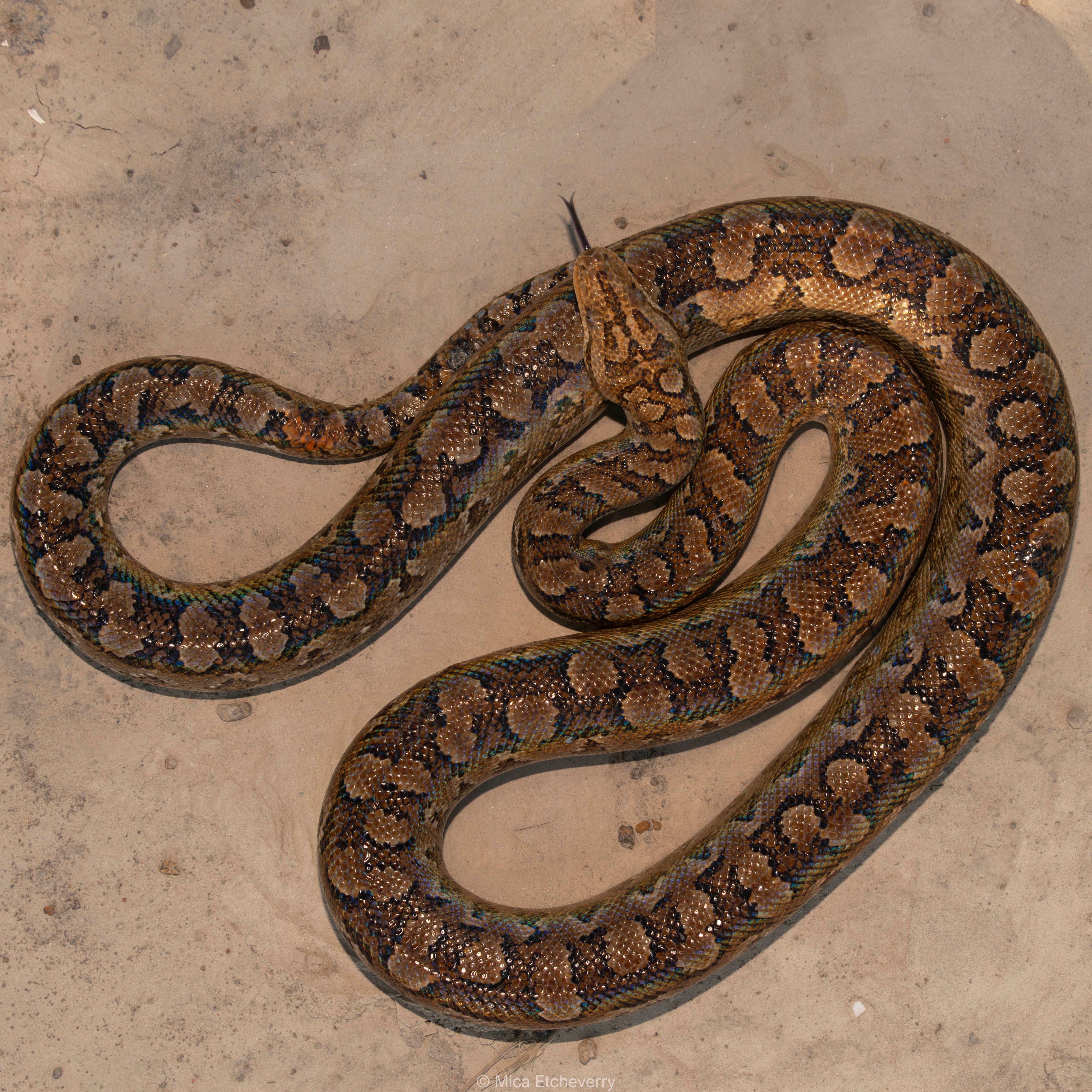 Central African Rock Python on Sandy Ground · Free Stock Photo