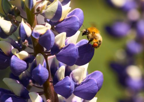 Free Detailed macro shot of a bee pollinating vibrant purple lupine flowers outdoors. Stock Photo