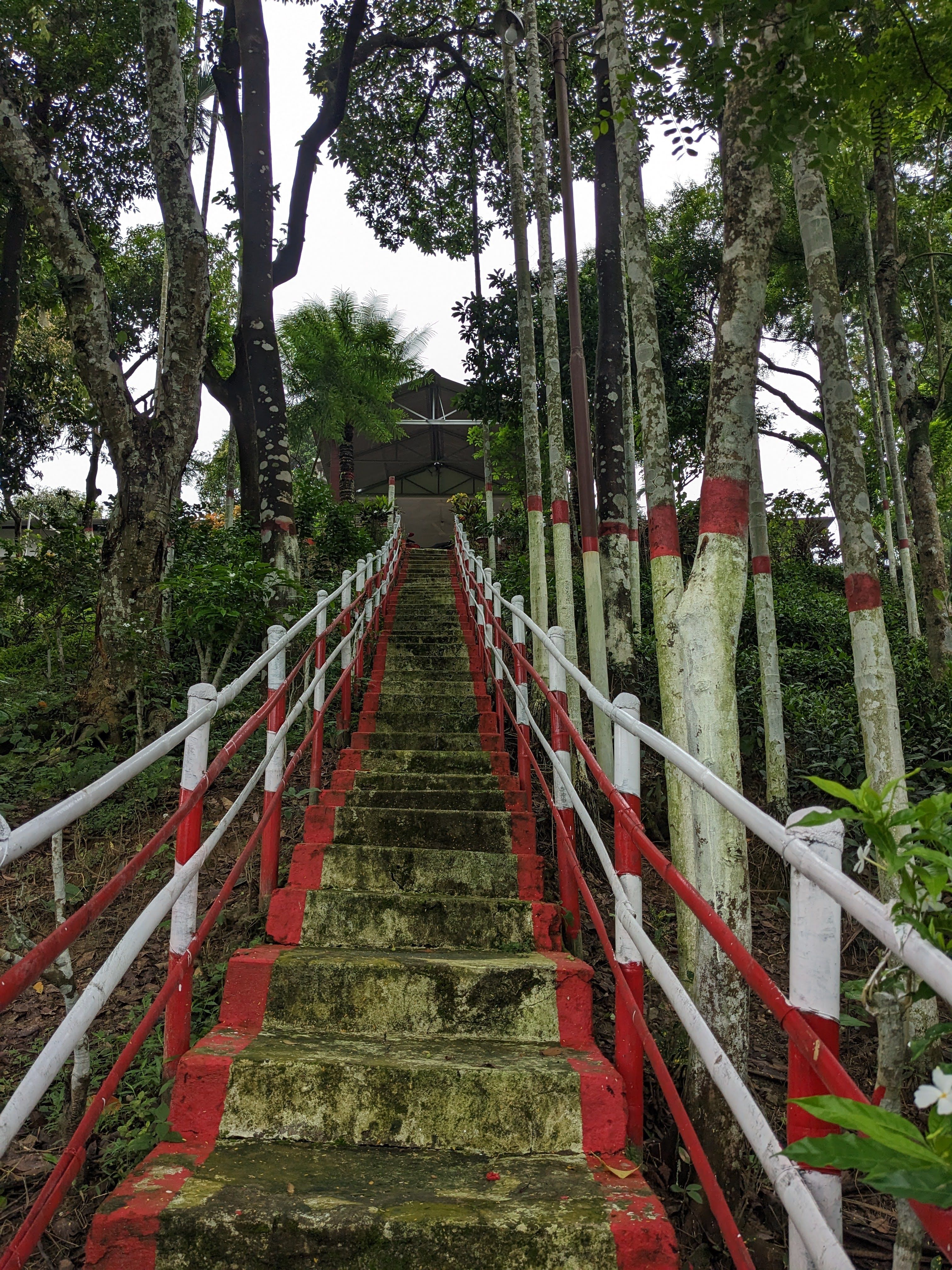Staircase with red accents leads through dense forest to a rustic building, creating a serene pathway.