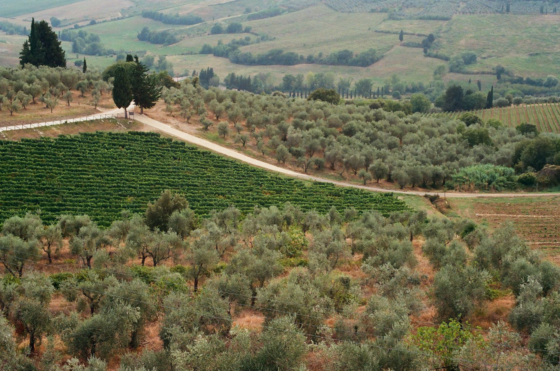 Tuscan vineyards and olive groves in the countryside near Florence