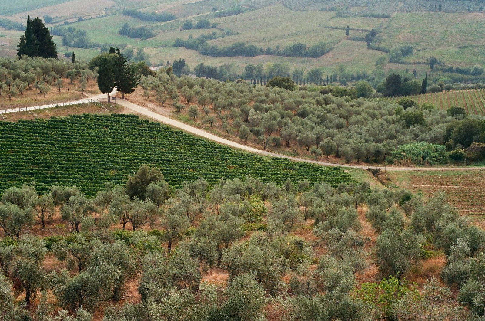 Letecký pohled na toskánský venkov s vinicemi a olivovými háji — italský olivový olej odráží teroir konkrétní oblasti.