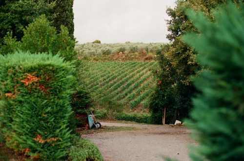 Free Explore a serene vineyard surrounded by lush greenery in Tuscany on a tranquil day. Stock Photo