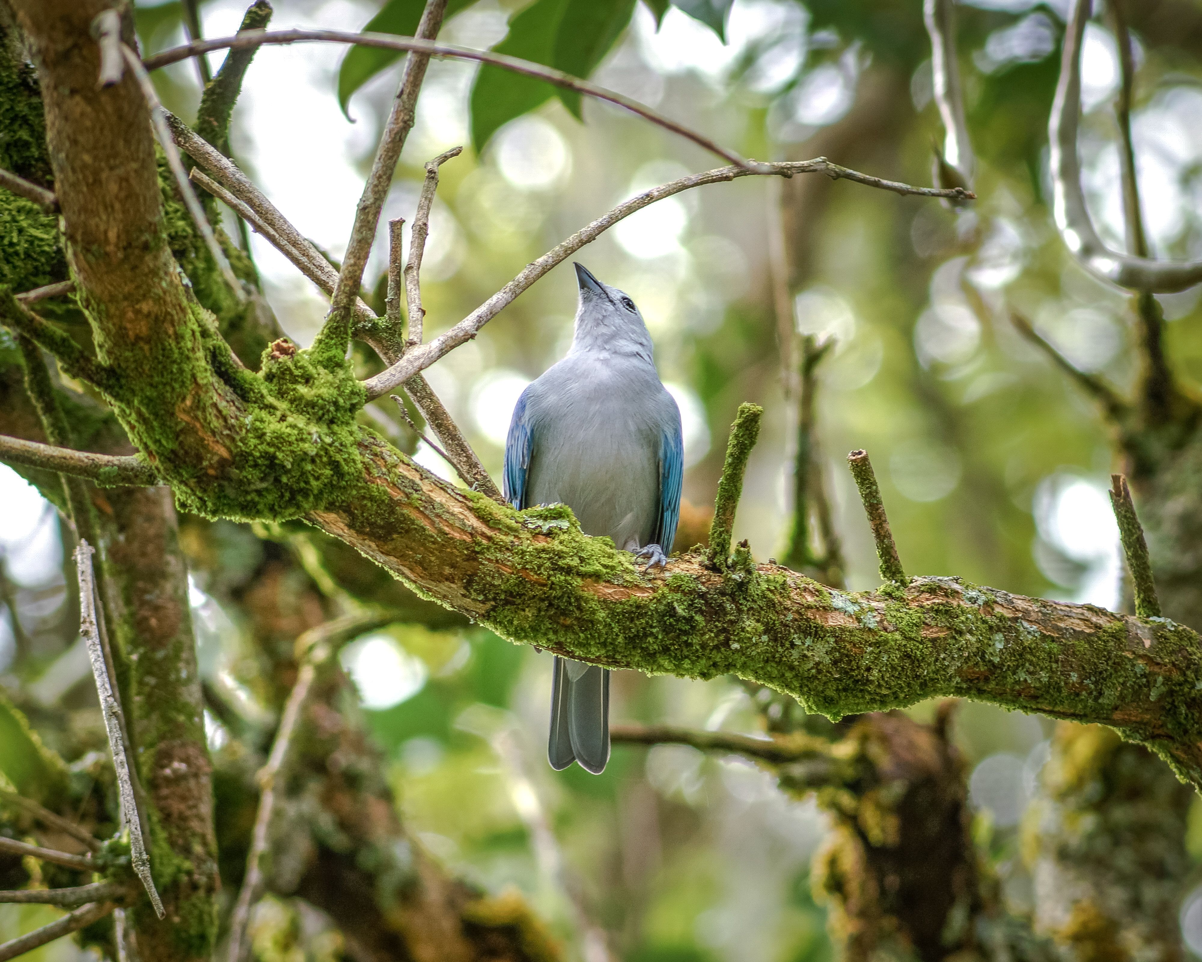 Blue Bird Perched on Mossy Branch in Forest · Free Stock Photo