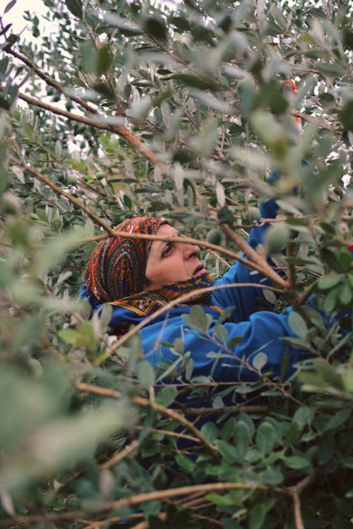 Free A woman in a headscarf harvesting olives surrounded by lush green branches. Stock Photo