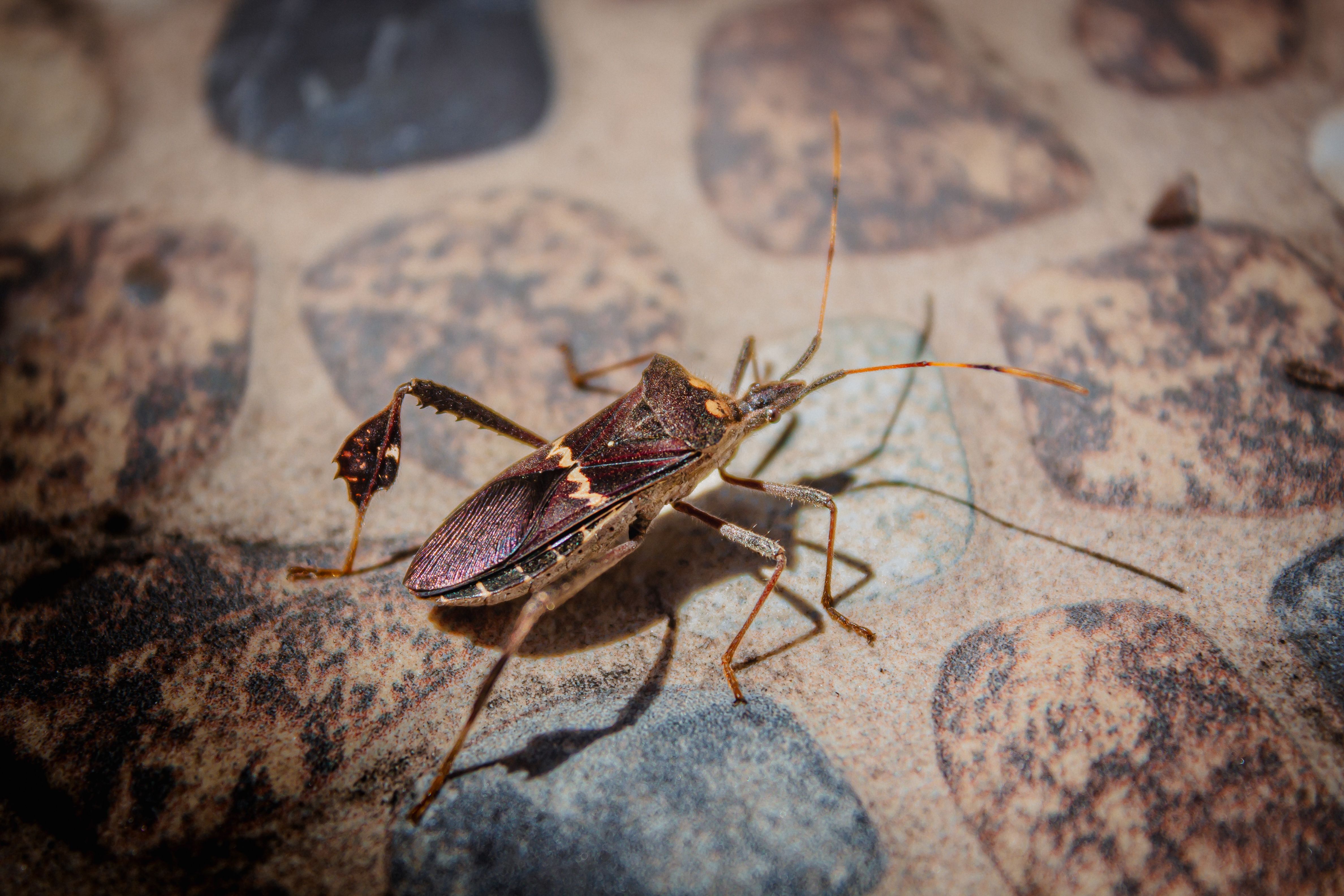 Close-up of a Western Conifer Seed Bug on Stone Surface · Free Stock Photo