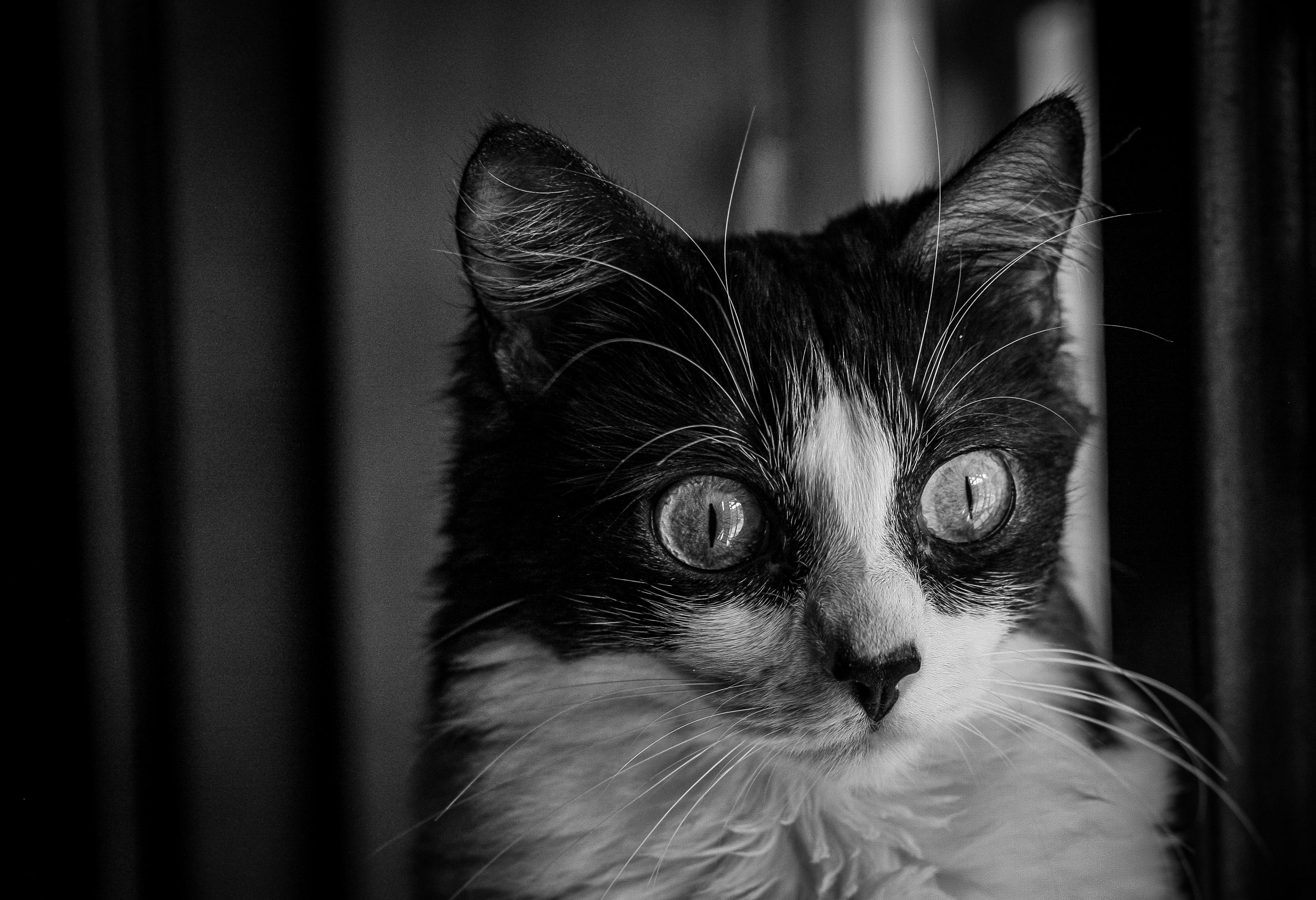 誠品生活台南館的貓咪藝術裝置，卻引發民眾環保關注