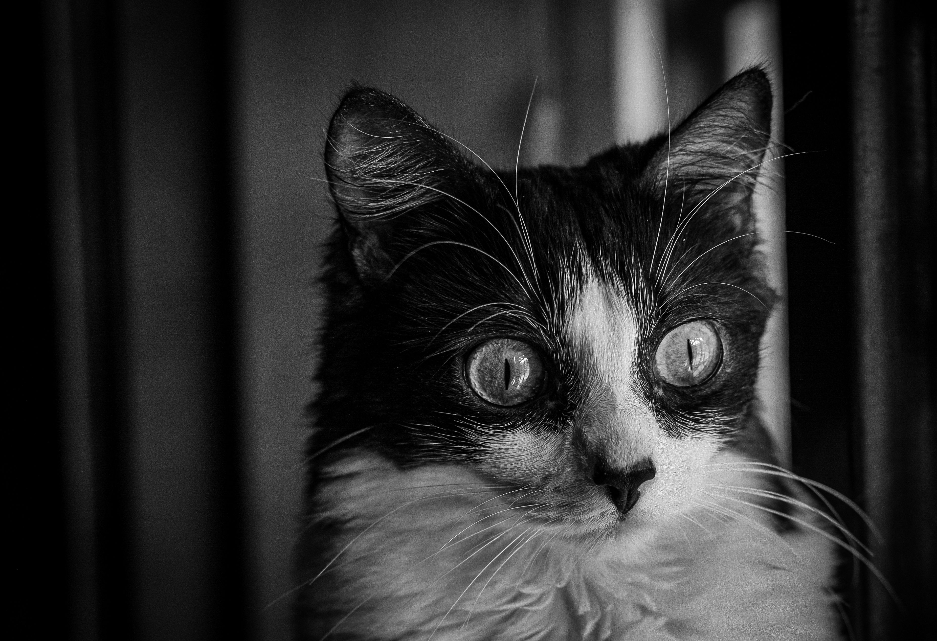 Black and White Portrait of a Cat Staring · Free Stock Photo