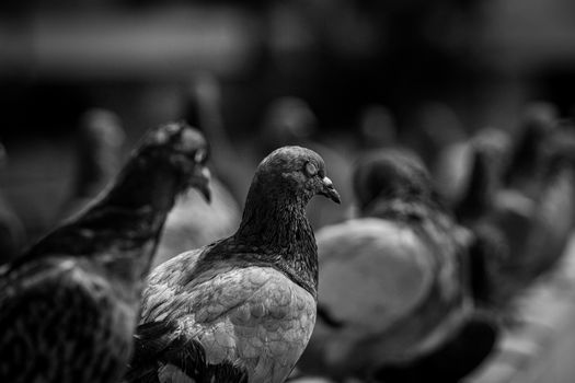 Black and white photo of a flock of pigeons perched closely, highlighting their intricate feathers.