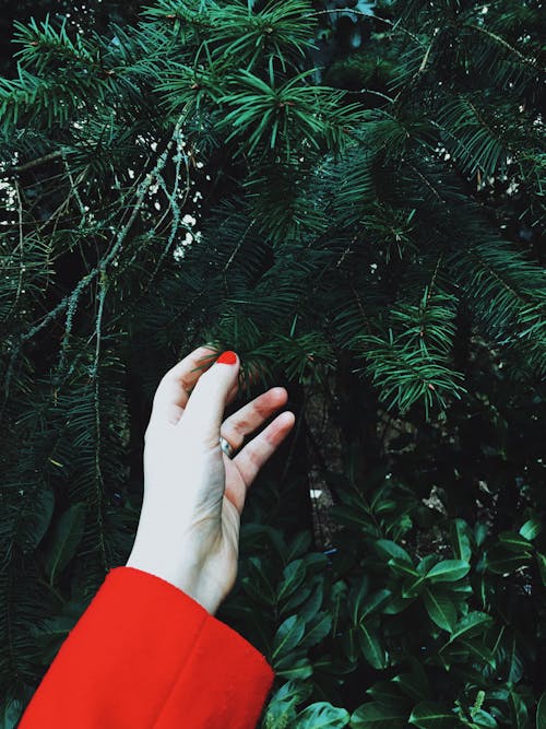 Photo of Person Touching Pine Leaves