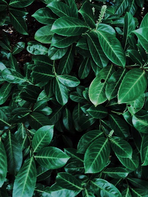 Зеленые листья растений