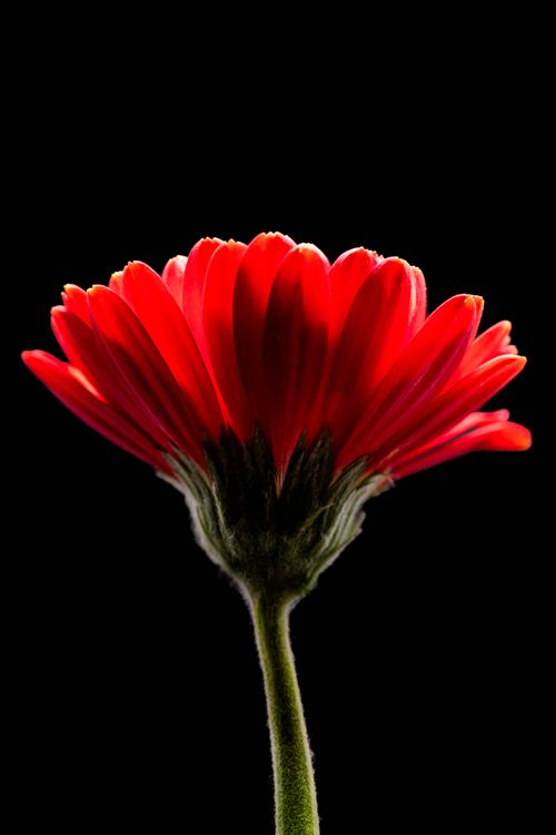Free Close-up of a vibrant red gerbera daisy against a black background, showcasing its vivid petals. Stock Photo