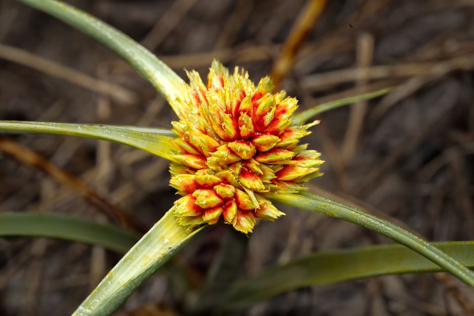Mauritiella pumila