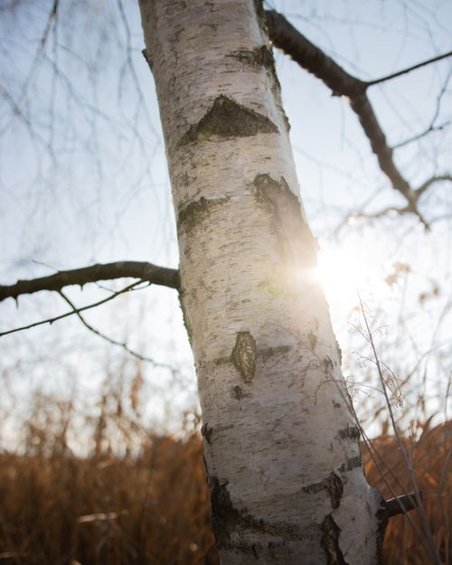 Free Close-up of a birch tree with sunlight filtering through branches, capturing the essence of autumn. Stock Photo