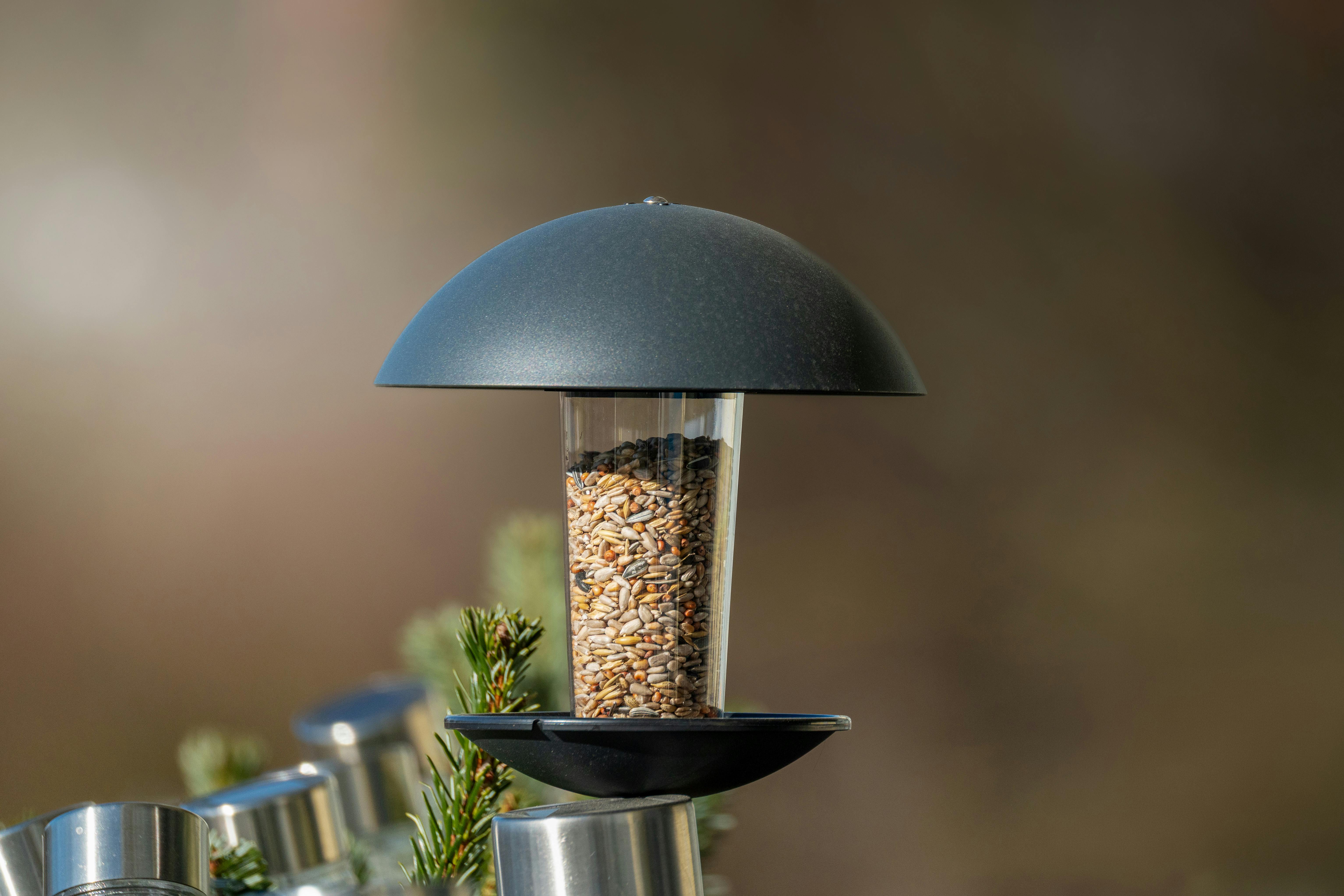 Bird Watching For Beginners